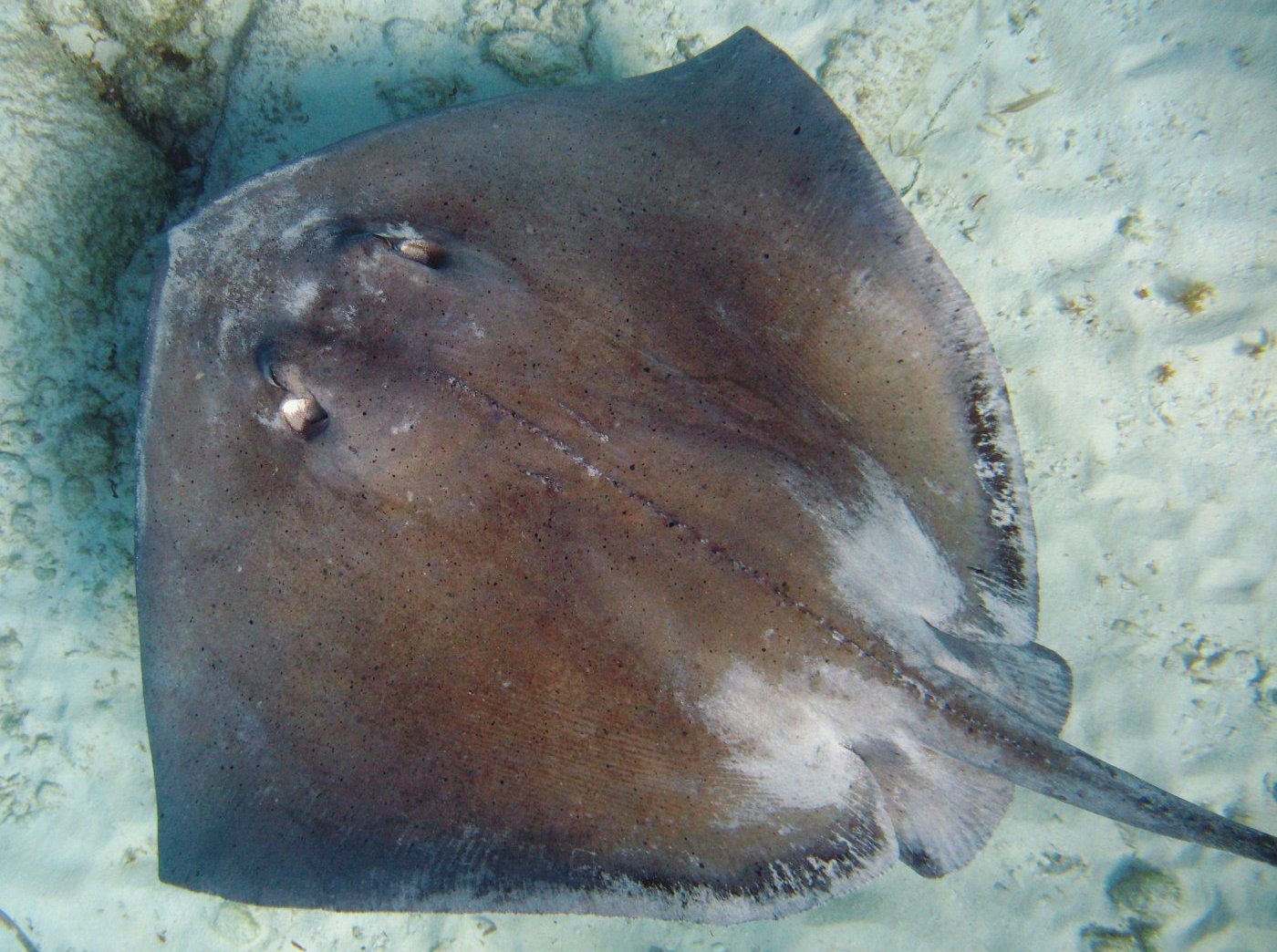 Southern Stingray